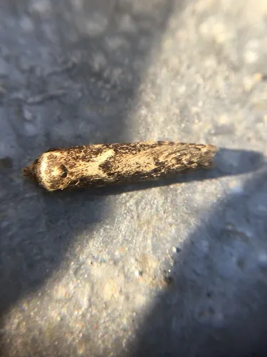 Blastobasis adustella