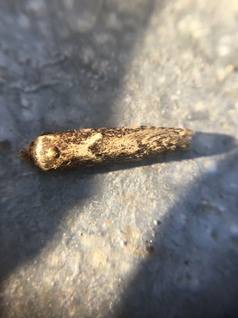 Blastobasis adustella - photo 2