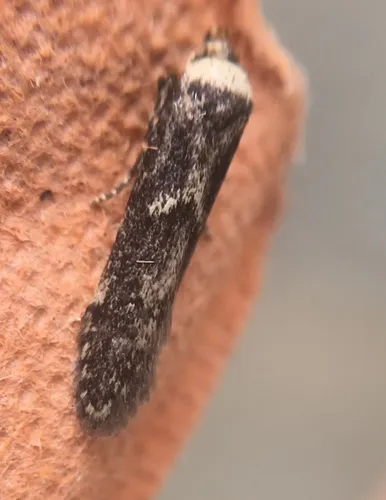Blastobasis adustella - photo 3