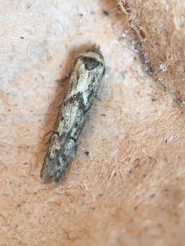 Blastobasis adustella - photo 4
