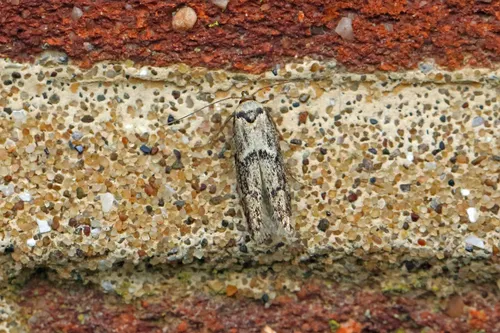 Blastobasis adustella - photo 6