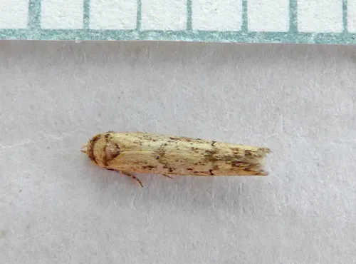 Blastobasis adustella - photo 7