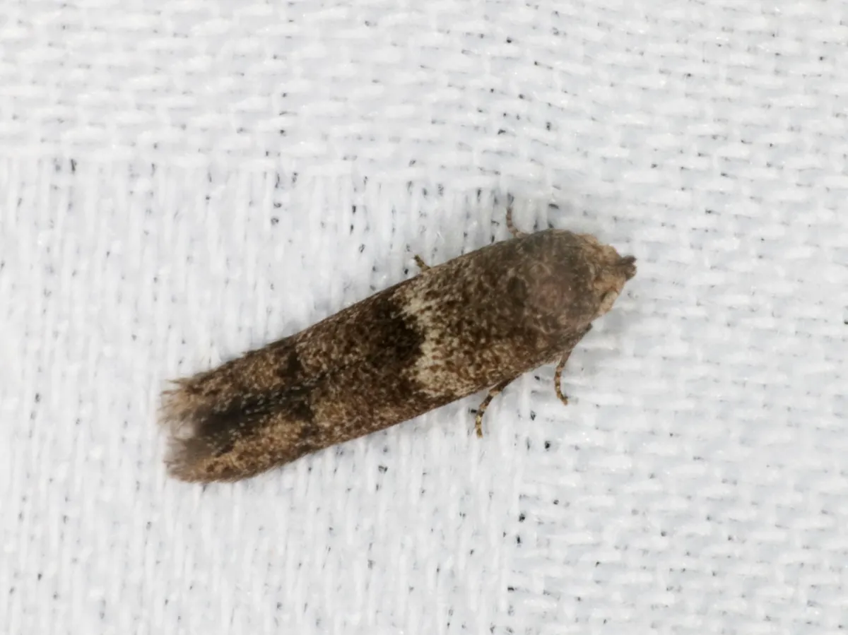 Blastobasis divulgata - photo 3