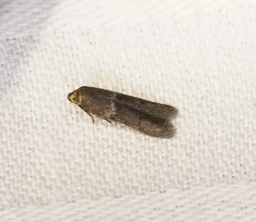Blastobasis divulgata - photo 5