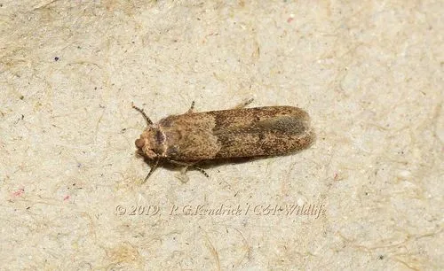 Blastobasis divulgata - photo 7