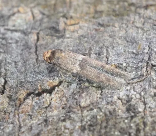 Blastobasis divulgata - photo 8