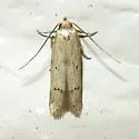 Blastobasis floridella - Hodges#1160