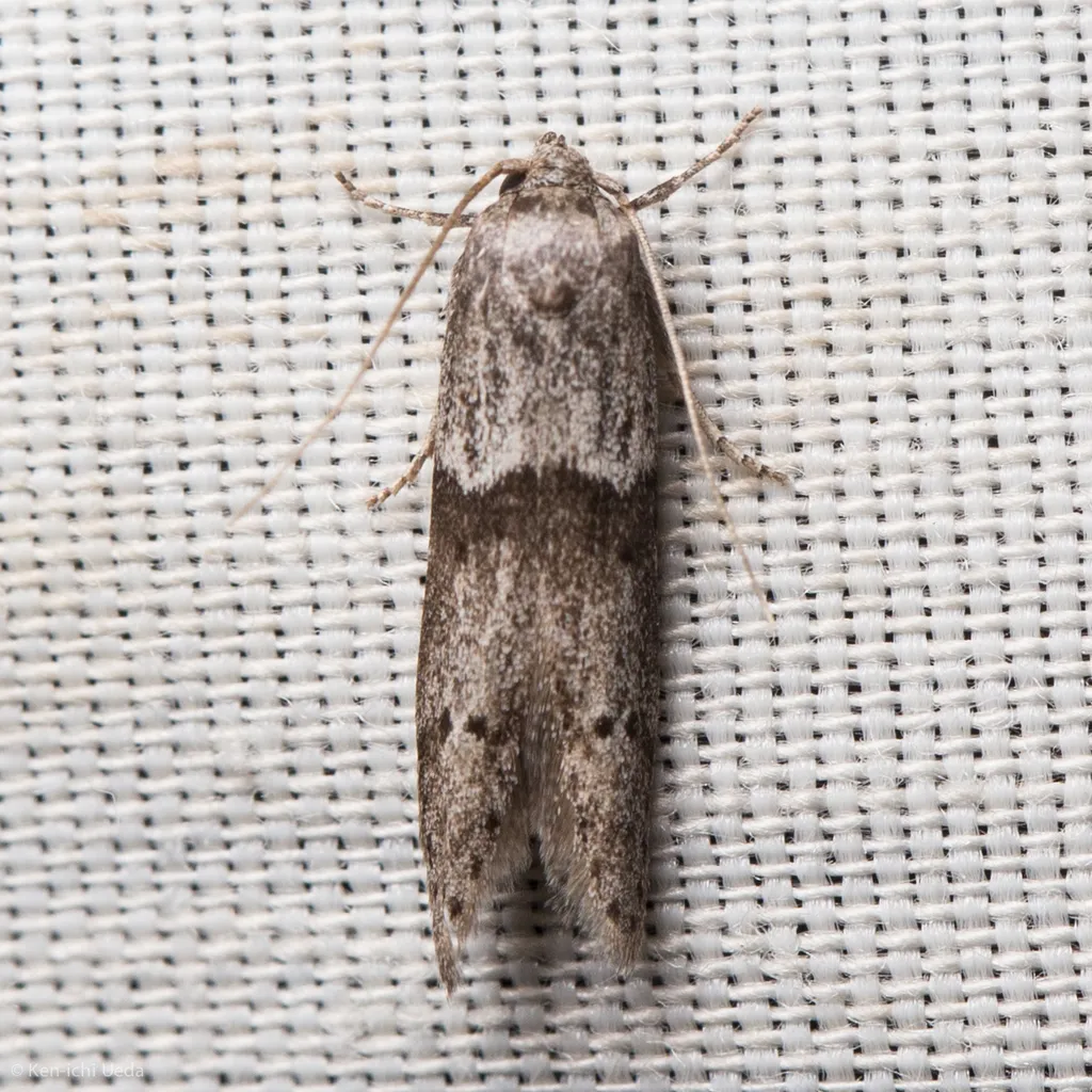 Acorn Moth - photo 2