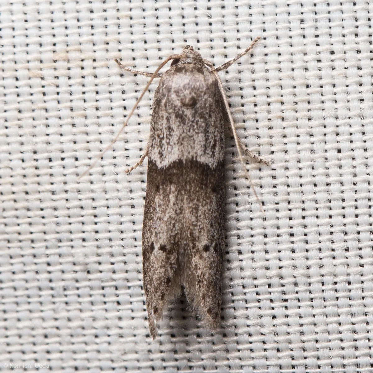 Acorn Moth - photo 3