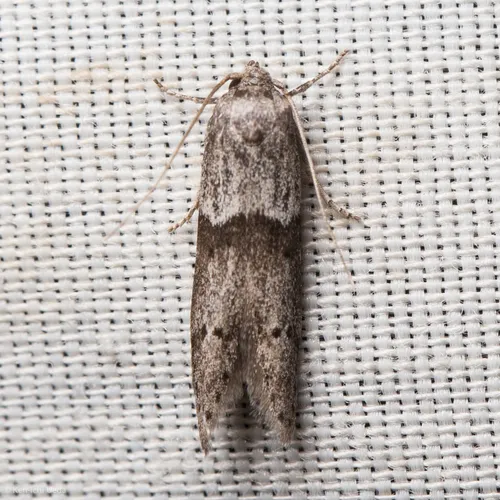 Acorn Moth - photo 4