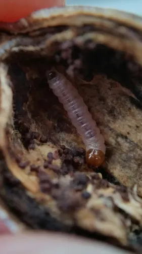 Acorn Moth - photo 5