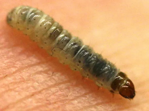 Acorn Moth - photo 6