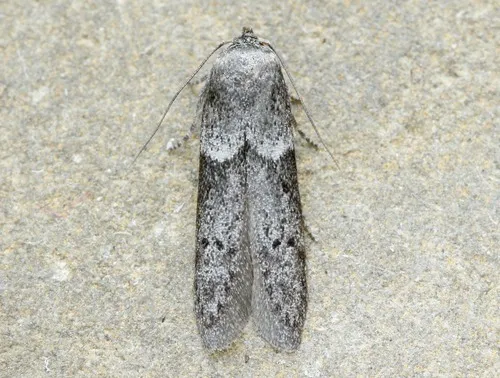Acorn Moth - photo 7