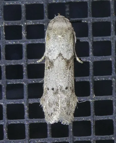 Acorn Moth - photo 8