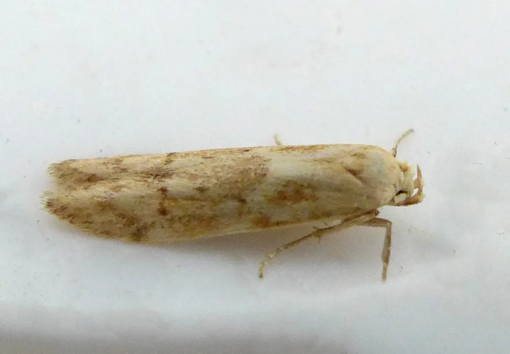 Blastobasis lacticolella - photo 3