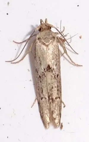 Blastobasis lacticolella - photo 4