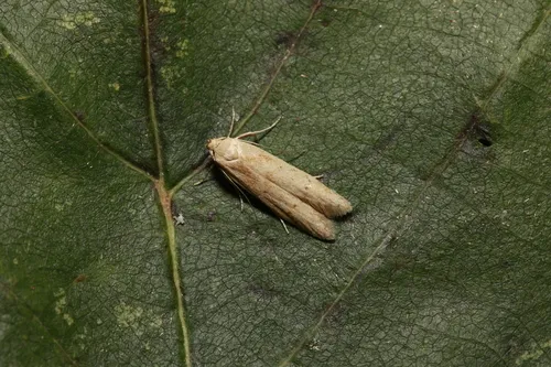 Blastobasis lacticolella - photo 5
