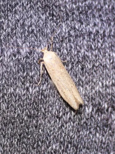 Blastobasis lacticolella - photo 6