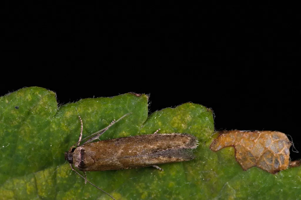 Blastobasis maroccanella - Hodges#1162.1 - photo 2