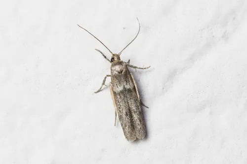 Blastobasis phycidella - photo 4