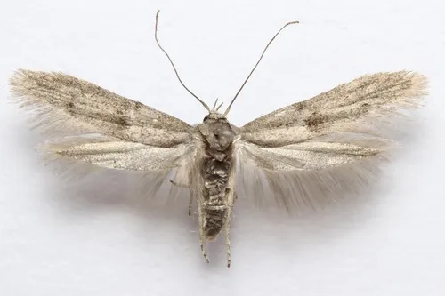 Blastobasis phycidella - photo 5