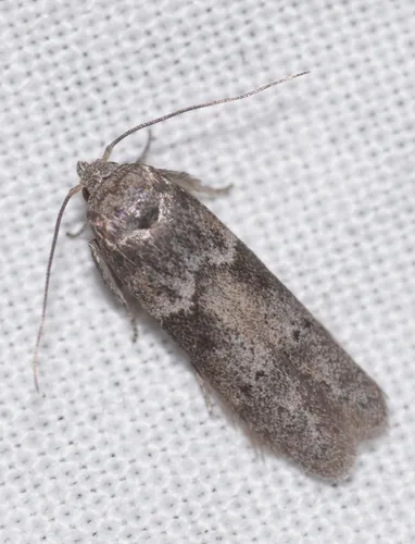 Blastobasis phycidella - photo 6