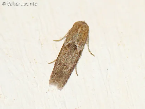 Blastobasis phycidella - photo 7