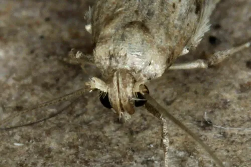 Blastobasis phycidella - photo 8