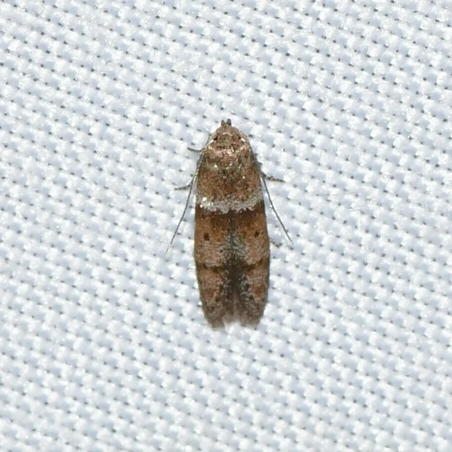 Blastobasis pulchella - Hodges#1167 - photo 2