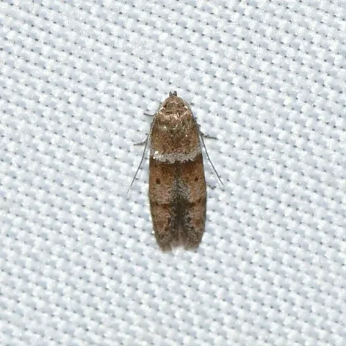 Blastobasis pulchella - Hodges#1167 - photo 3