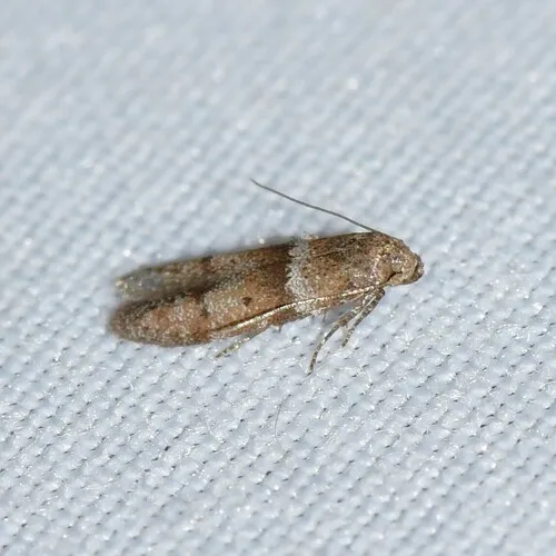 Blastobasis pulchella - Hodges#1167 - photo 4