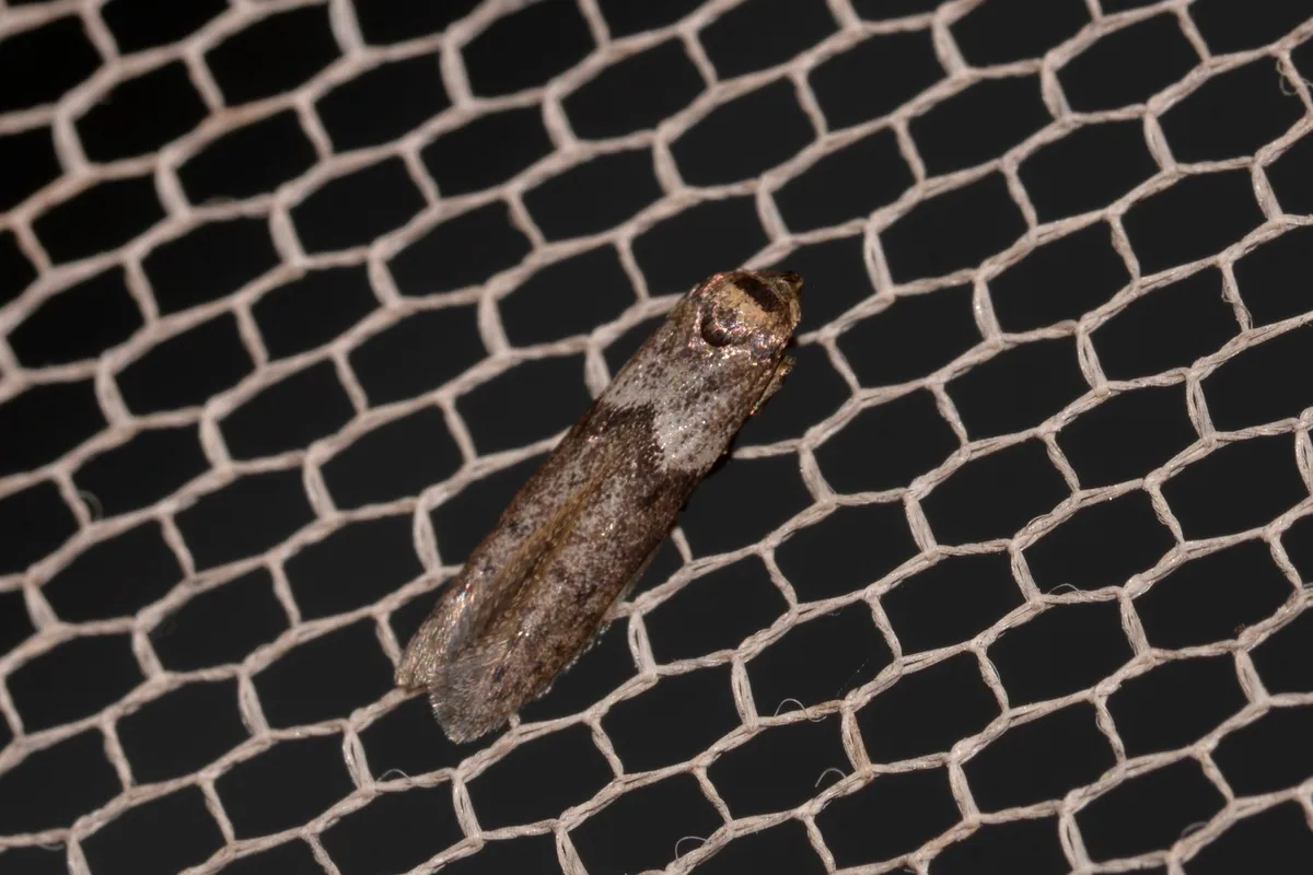 Blastobasis tanyptera - photo 3