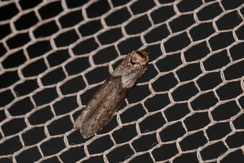Blastobasis tanyptera - photo 4