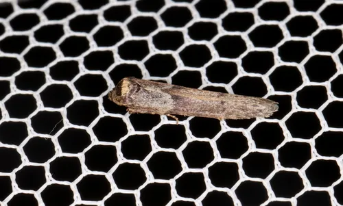 Blastobasis tanyptera - photo 6