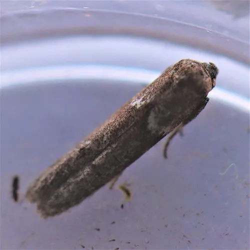Blastobasis tanyptera - photo 7