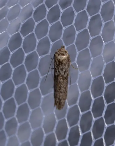 Blastobasis tanyptera - photo 8