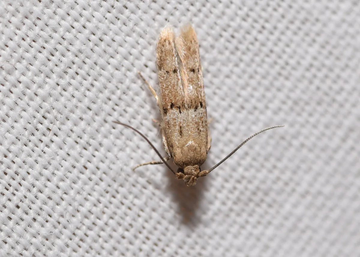 Blastobasis tarda - Hodges#1162.2 - photo 3