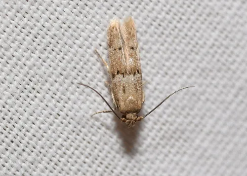 Blastobasis tarda - Hodges#1162.2 - photo 4