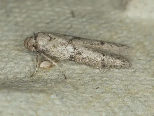 Blastobasis tarda - Hodges#1162.2 - photo 5