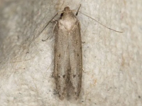 Blastobasis tarda - Hodges#1162.2 - photo 6