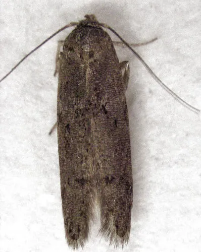 Blastobasis tarda - Hodges#1162.2 - photo 7