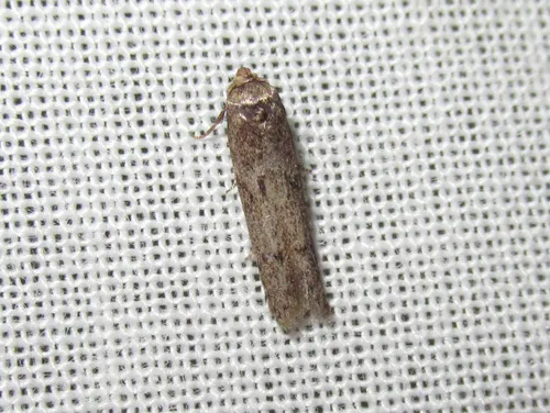 Blastobasis tarda - Hodges#1162.2 - photo 8