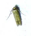 Blastobasis taurusella - Hodges#1162.3 - photo 2