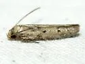 Blastobasis taurusella - Hodges#1162.3 - photo 3