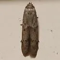 Blastobasis taurusella - Hodges#1162.3 - photo 4