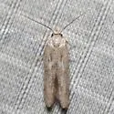 Blastobasis taurusella - Hodges#1162.3 - photo 5