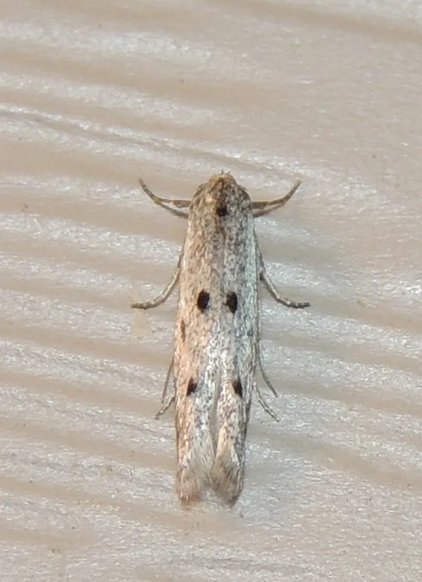 Blastodacna bicristatella - Hodges#1460 - photo 2