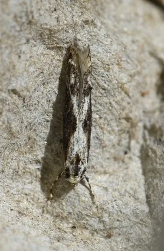 Blastodacna hellerella