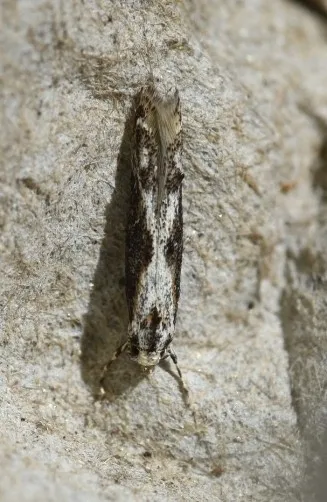 Blastodacna hellerella - photo 2