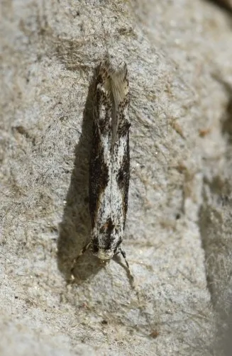 Blastodacna hellerella - photo 3
